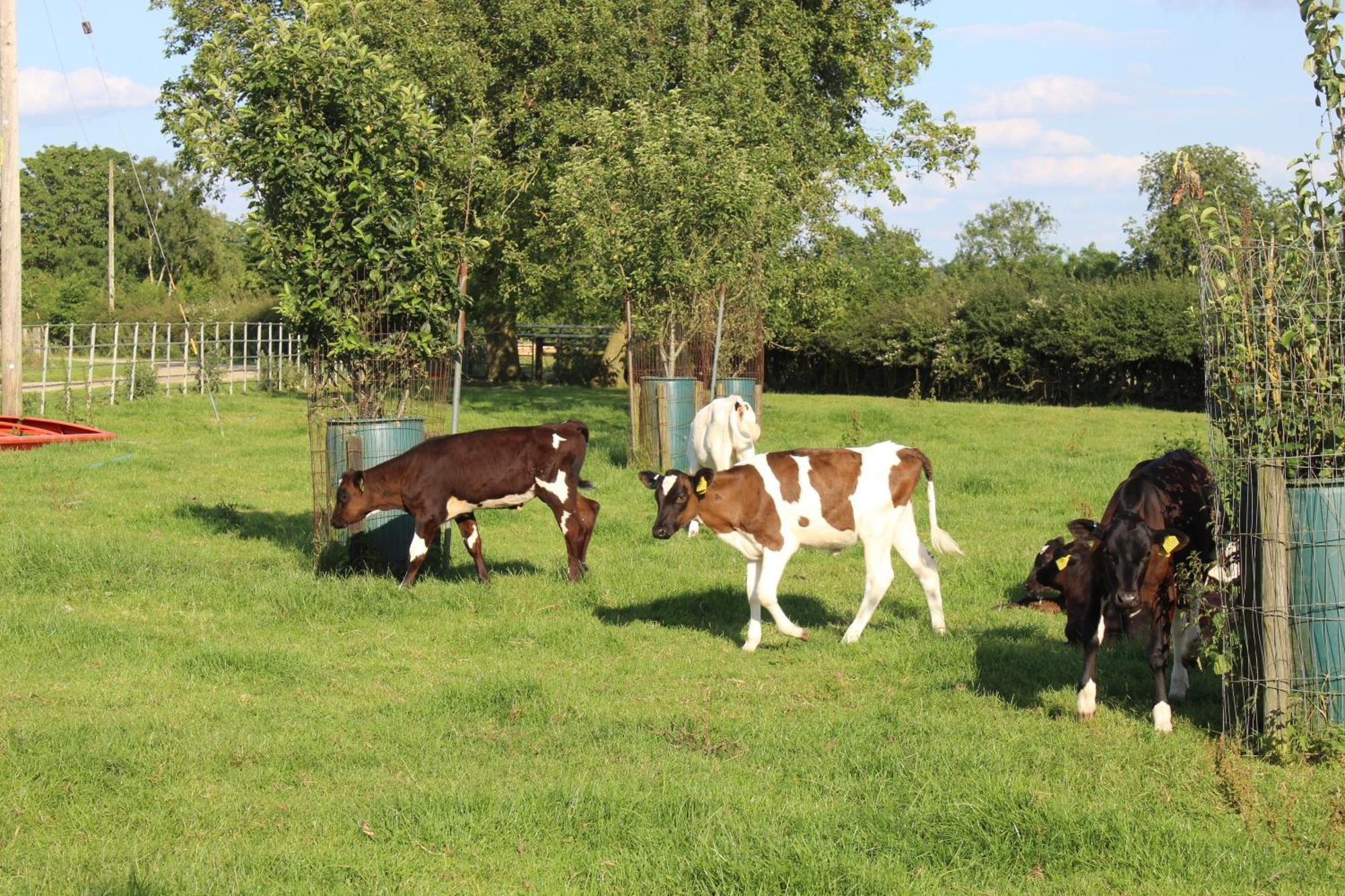 Parkfields Barns Self Catering Accommodation Buckingham Exterior foto